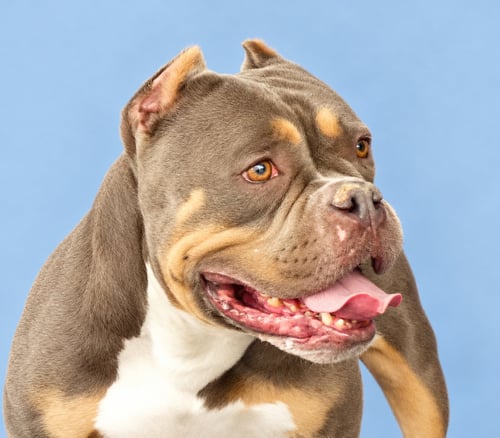 BABY - English Bulldog available for adoption