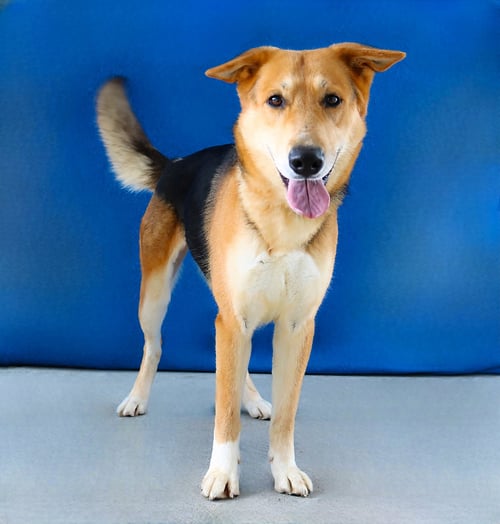 ZION - German Shepherd Dog available for adoption