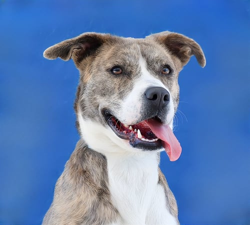 GRACIE - Pit Bull Terrier available for adoption