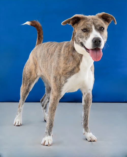 GRACIE - Pit Bull Terrier available for adoption