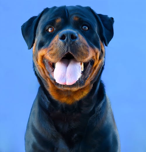 LUNA - Rottweiler available for adoption