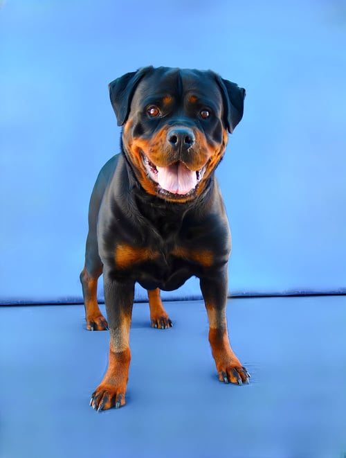 LUNA - Rottweiler available for adoption