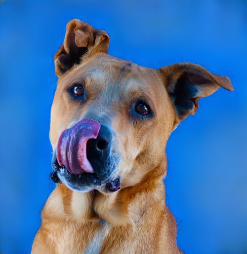 GOOPI - German Shepherd Dog available for adoption