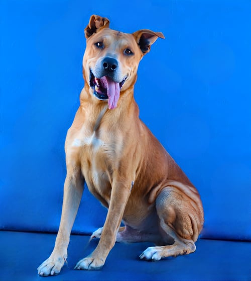GOOPI - German Shepherd Dog available for adoption