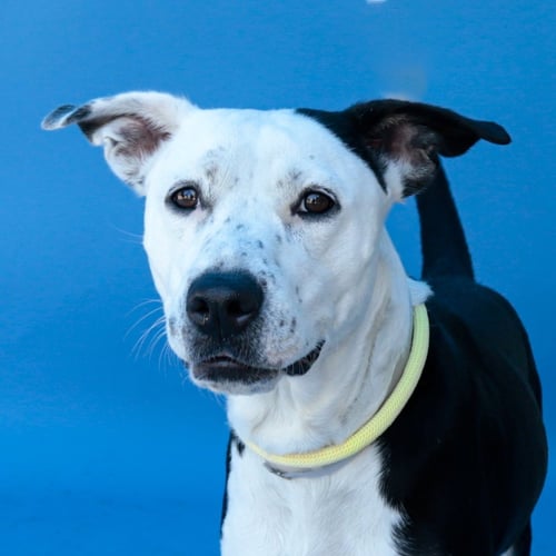 BABY LOYALTY - American Pit Bull Terrier available for adoption