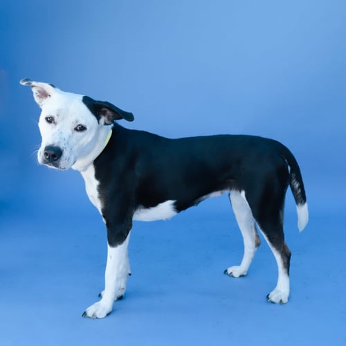 BABY LOYALTY - American Pit Bull Terrier available for adoption