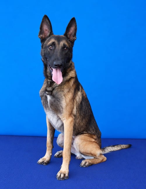BOBA - Belgian Shepherd Malinois available for adoption