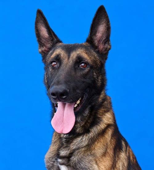 BOBA - Belgian Shepherd Malinois available for adoption