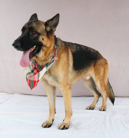 CHAVEZ - German Shepherd Dog available for adoption