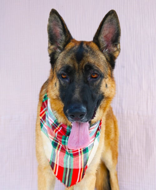 CHAVEZ - German Shepherd Dog for adoption in Pasadena