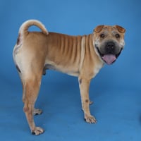 BRUNO - Photo 2