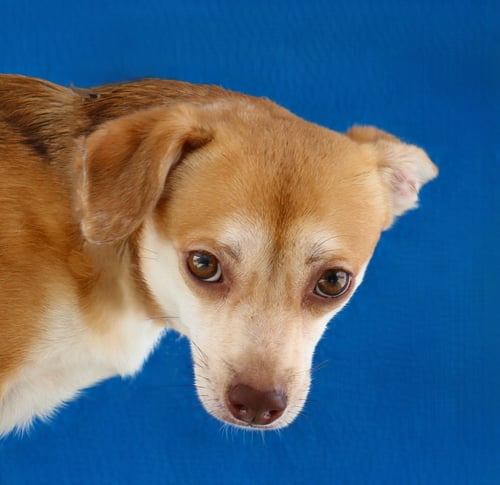 RANGER - Chihuahua available for adoption