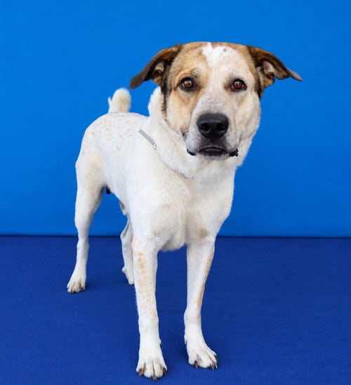 SIMON - Labrador Retriever / Shepherd available for adoption