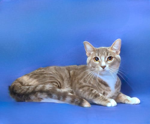 CHASE - Domestic Short Hair for adoption in Pasadena