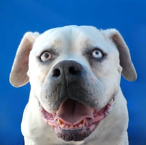 ZOE - American Bulldog available for adoption