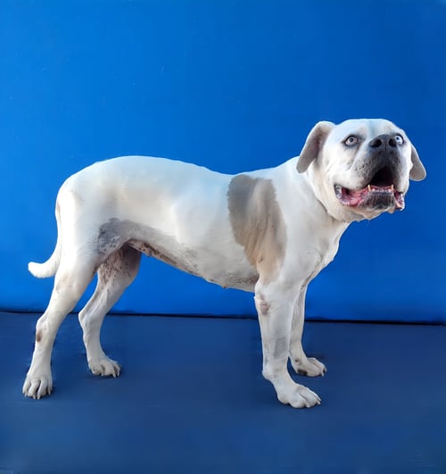 ZOE - American Bulldog available for adoption