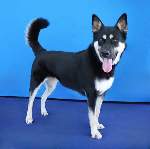 PANDORA - Siberian Husky / German Shepherd Dog available for adoption