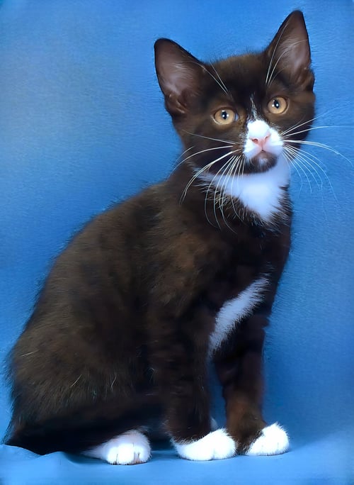 BOO BOO - Domestic Short Hair available for adoption