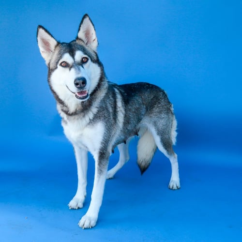 MAMA - Siberian Husky available for adoption