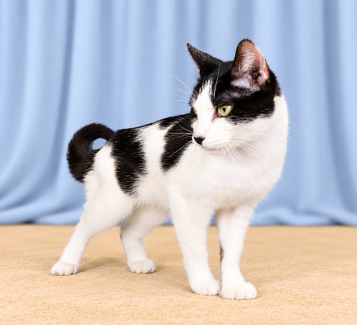 DETTA - Domestic Short Hair available for adoption