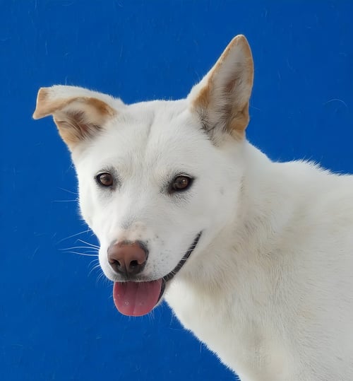 CARTER - Siberian Husky for adoption in Pasadena