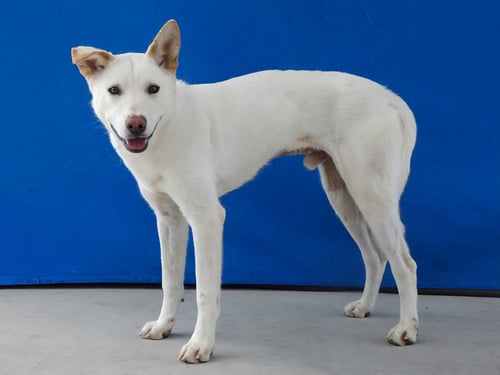 CARTER - Siberian Husky available for adoption