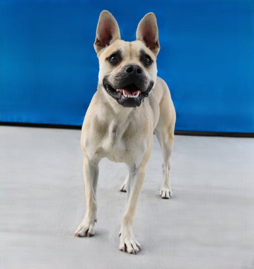 BABY - French Bulldog available for adoption