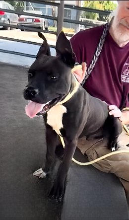 HANSEL - Pit Bull Terrier available for adoption