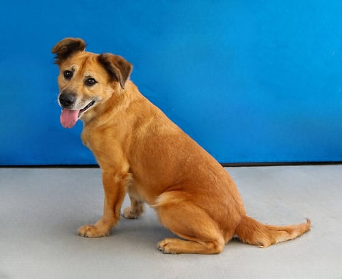 AMORE - Terrier available for adoption