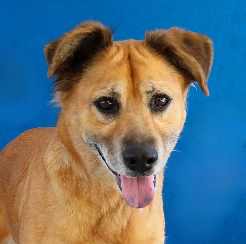 AMORE - Terrier available for adoption
