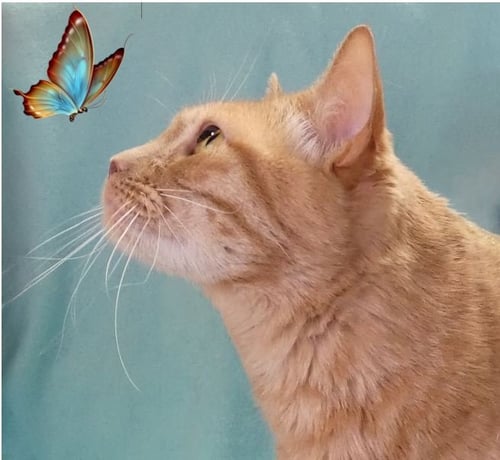 NOLA - Tabby / Domestic Short Hair for adoption in Pasadena