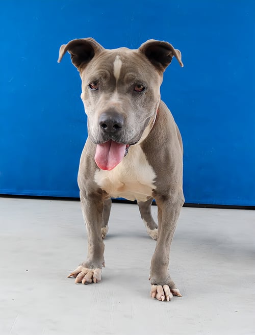BLUE - American Pit Bull Terrier available for adoption