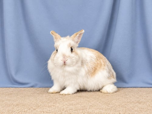 ACORN - Dwarf available for adoption
