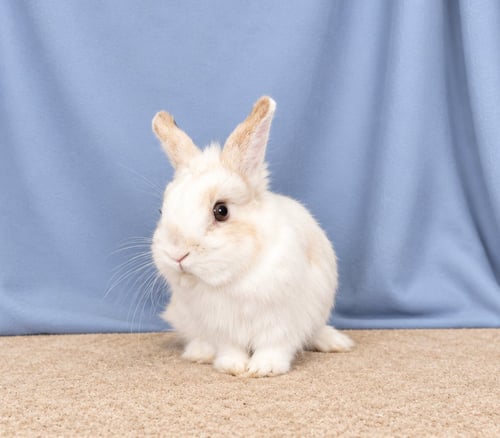 ACORN - Dwarf available for adoption