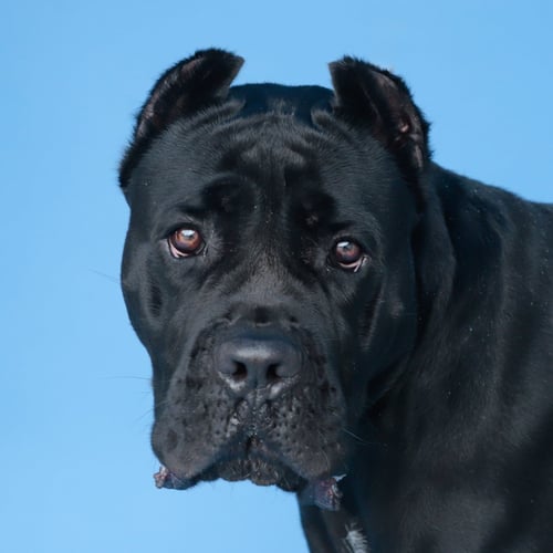 ZARA - Cane Corso Mastiff available for adoption