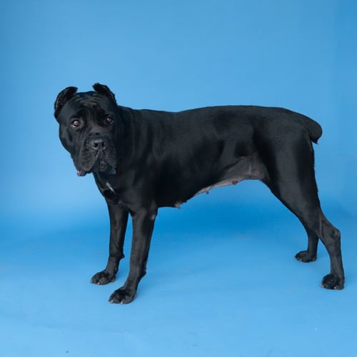 ZARA - Cane Corso Mastiff available for adoption