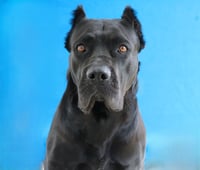 MAMBA - Photo 1
