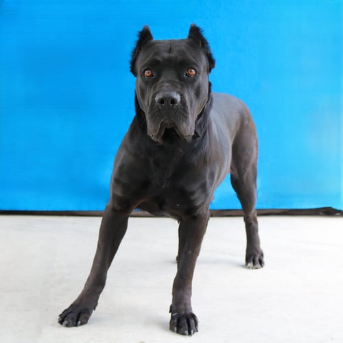 MAMBA - Cane Corso Mastiff available for adoption