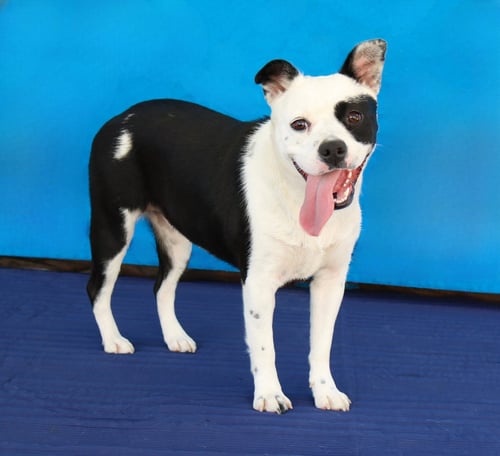 ITTY BITTY - Terrier available for adoption
