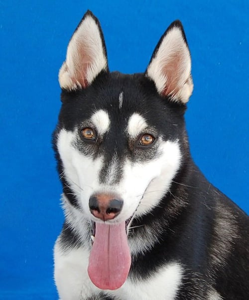 NINA - Siberian Husky available for adoption