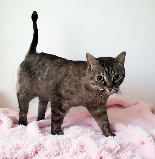 JULIA - Domestic Short Hair available for adoption