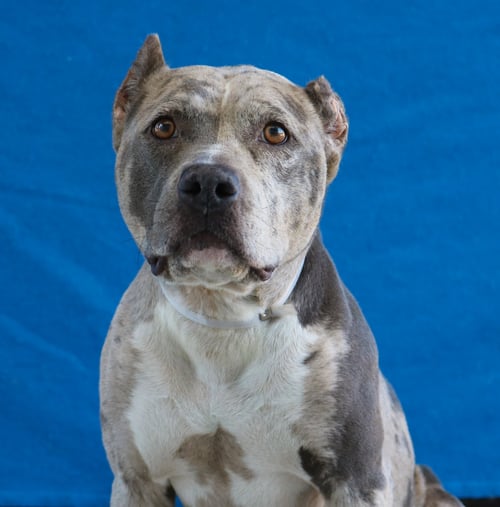 HARLEY - American Pit Bull Terrier available for adoption