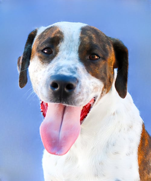 SANDY - Pointer available for adoption
