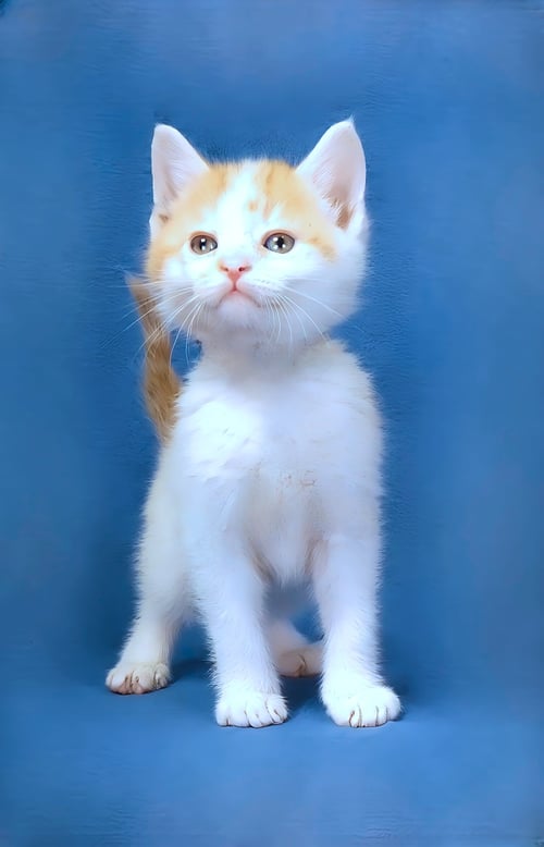SAILOR - Domestic Short Hair for adoption in Pasadena