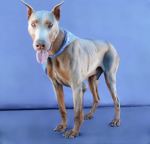 FENRIR - Doberman Pinscher available for adoption