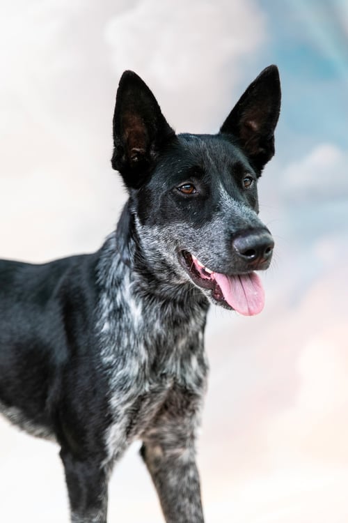 CAL - Australian Kelpie / Pointer available for adoption