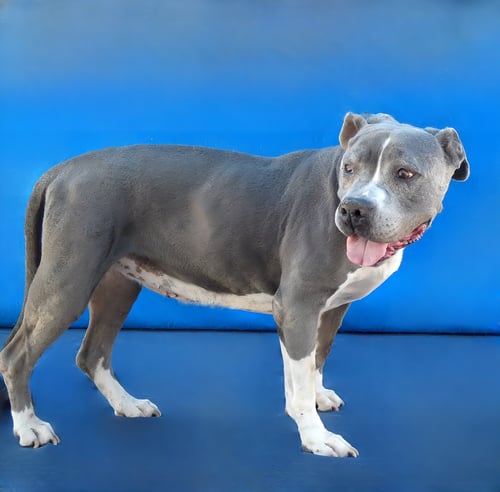 AVA - Pit Bull Terrier available for adoption