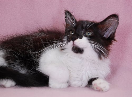 ANGEL - Domestic Medium Hair available for adoption