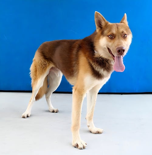 OSO - Siberian Husky / German Shepherd Dog available for adoption