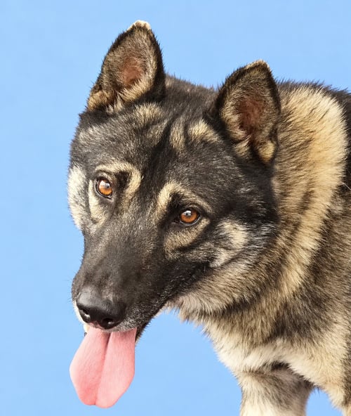 HARRY - German Shepherd Dog available for adoption